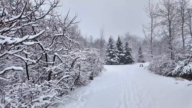 Канада. Снежная прогулка в Торонто в формате 4К смотреть онлайн