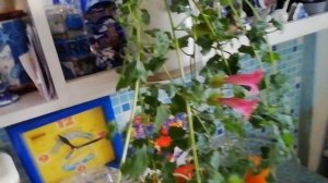 И снова делюсь с Вами красотой / Лофос