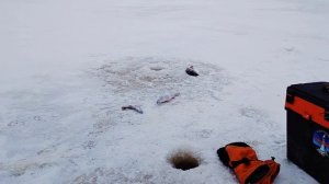 14 января и следующий день науки.