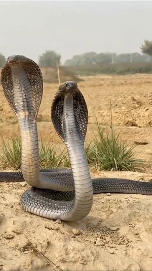 Интересные факты о медоеде