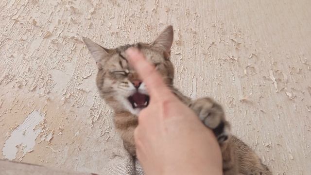 Тошка смотреть онлайн