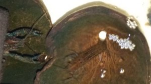 Мраморные раки, 15 января 2026 года. Умная колонка Маруся рассказывает анекдоты.