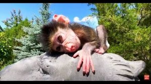 ТАК МИЛО! Люся греется на тигре, а Ангелина снова отдала любимой Люльке ВСЕ ВКУСНЯШКИ!