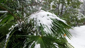 На побережье Сочи выпал снег