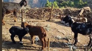 4/Жизнь в горной деревне Непала | в непальской бедной, но счастливой семье