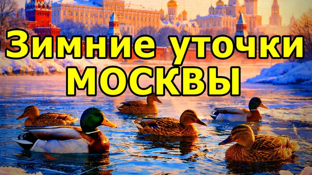 ❄️ЗИМНИЕ ПТИЦЫ: МОСКОВСКИЕ 🦆УТКИ. НЕЗАМЕРЗАЮЩАЯ ЖИЗНЬ НА РЕКЕ. МОСКВА. ЯНВАРЬ 2026 ГОДА. смотреть онлайн