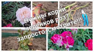 Корни на черенках роз, хотите увидеть корни? пожалуйста!!!