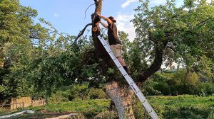 Как правильно обрезать весной старые фруктовые деревья