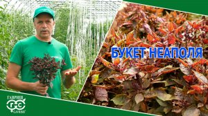 БУКЕТ НЕАПОЛЯ