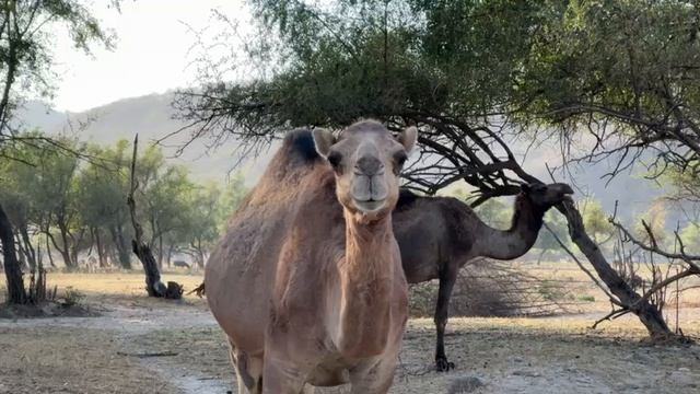 Местные животные Омана