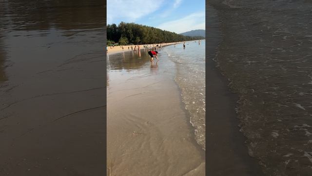 Сбор ракушек для ужина