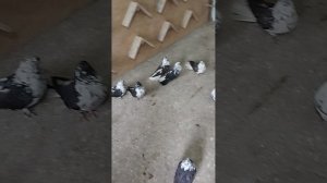 Николаевские голуби пгт. Тельманово ДНР (крымаки)