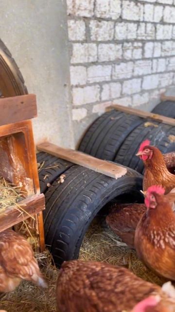 1000102549.mp4 смотреть онлайн