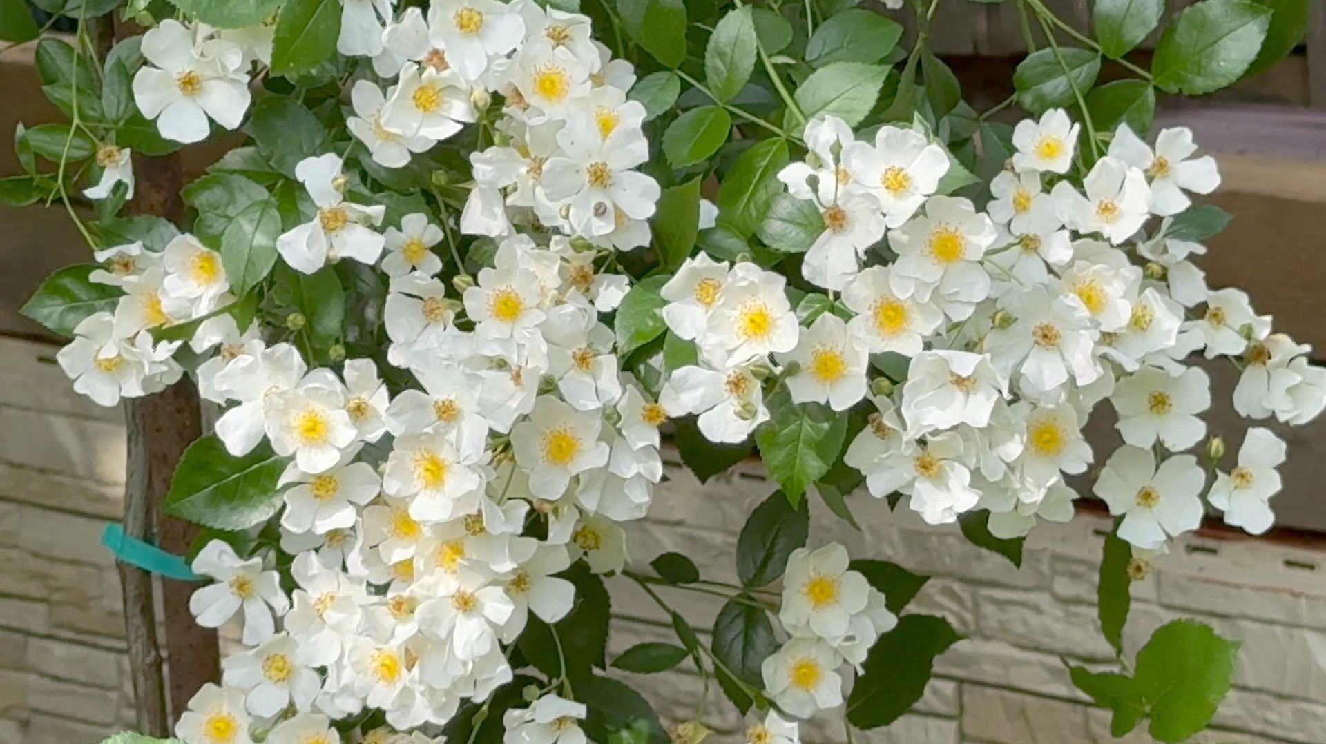 Июль в Саду 21 июля 2025 часть 2