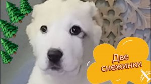 ДВЕ СЕСТРИЧКИ. ПРЕЗЕНТАЦИЯ.