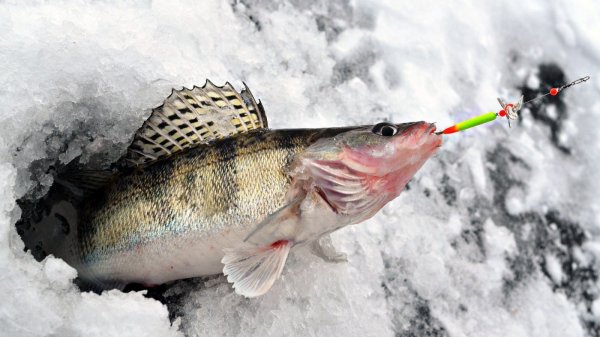 ПРОСТАЯ РЫБАЛКА НА СУДАКА И БЕРША. Ловля Судака и Берша. Зимняя рыбалка на Волге.