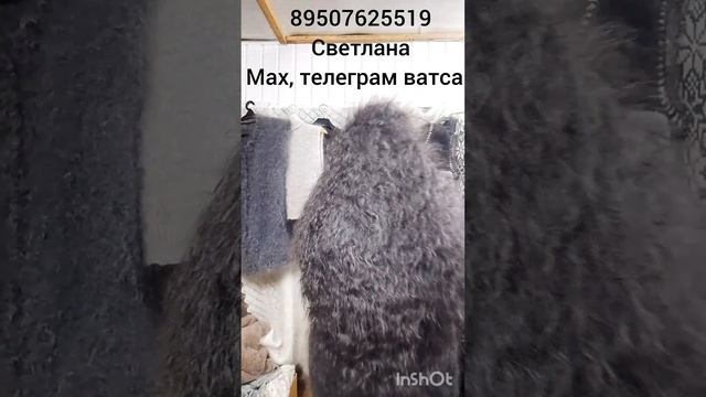 16.01.26. Пуховые платки, косынки ,шарфы ,носки ,арафаты ,шкуры, пояс,жилеты больших размеров. смотреть онлайн