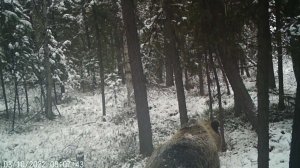 МЕДВЕДИ АТАКУЮТ ФОТОЛОВУШКУ. СОБАКА СНОВА ЛАЕТ БЕЛКУ. ЗАГОТОВКА КЕДРОВОГО ОРЕХА