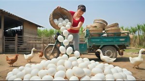 Сбор утиных яиц и погрузка для продажи на сельском рынке. Фуонг. Вьетнам