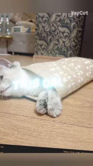 котаны🎀🐱🐈🐈⬛