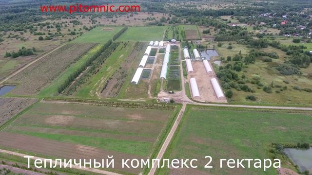 Питомник Внуково 2019