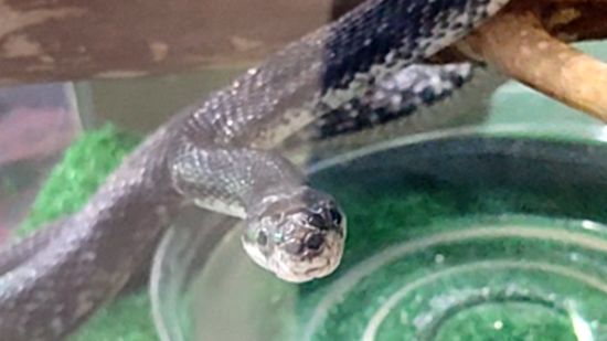 Черный полоз смотреть онлайн