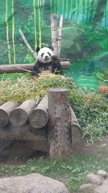 ПАНДА В МОСКОВСКОМ ЗООПАРКЕ смотреть онлайн