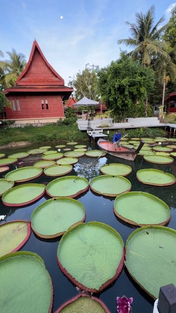 Это что? Кувшинки???
