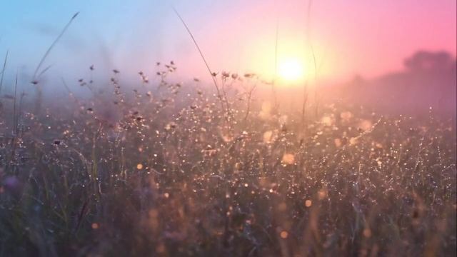 футаж летний луг