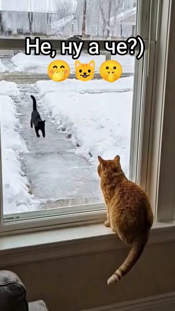 Заходите гости дорогие 🤭 #лед #скользко #гости #кот #рыжий #папатрехпринцесс #юмор #прикол #шутка