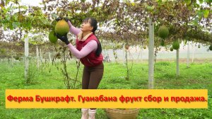Ферма Бушкрафт в Пханге. Вьетнам. Гуанабана фрукт сбор и продажа.