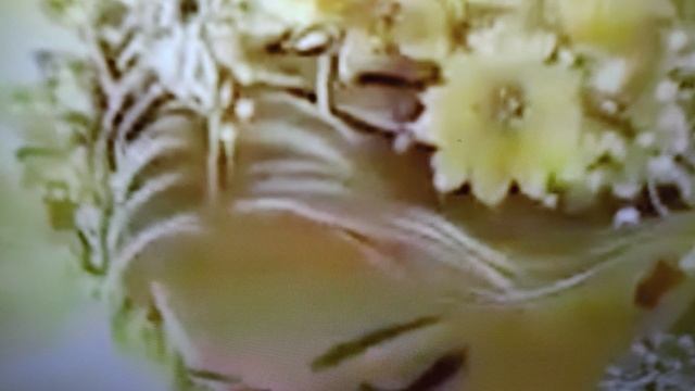 Дети. Как правильно распознать способности ребёнка смотреть онлайн