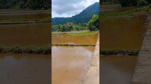 "И ПРИШЛИ В ЕЛИМ; ТАМ 12 ИСТОЧНИКОВ ВОДЫ 70 ФИНИКОВЫХ ПАЛЬМ..." ИСХОД 16:27