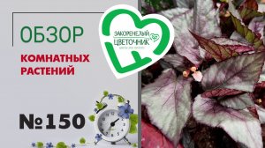 Обзор растений: аспидистра милки уэй, бегонии, розы, камелии, необычные папоротники пеперомии №150.