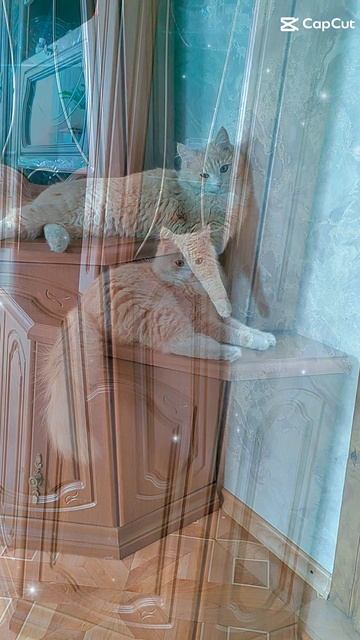🐱❤️🐱16-01-2026