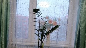 расцвела под окошком ...