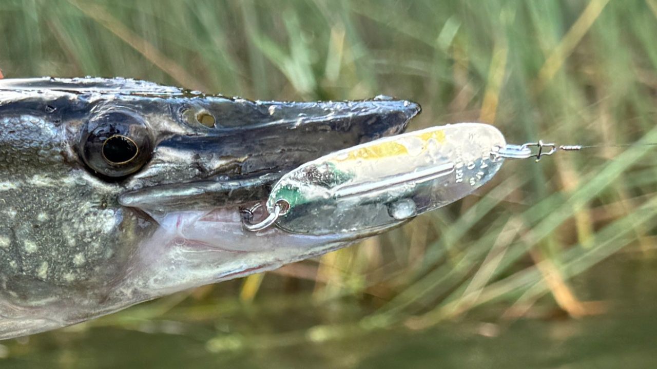 Блесна Williams Wabler. Колеблющаяся блесна Williams Wabler W40 смотреть онлайн