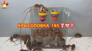 Крысоловка вариант (185) 🐀 Как сделать крысоловку своими руками и поймать кучу крыс 🐀🐁🐀