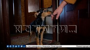 Хозяева бросили щенка на 20-градусном морозе и сбежали