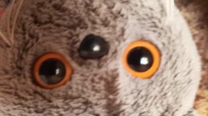 знакомства вас с басиками 😺