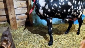 ЗИМНИЕ ХЛОПОТЫ НА УСАДЬБЕ!