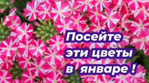 Посейте эти цветы в январе 2026! Семена цветов, которые можно посеять на рассаду