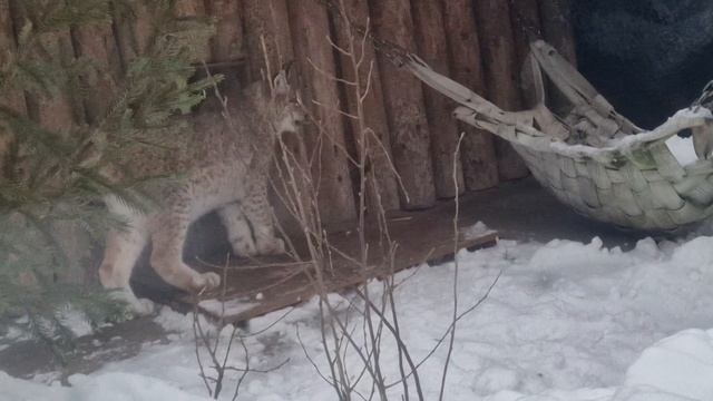 Леопард прячется,  рысь обедает.