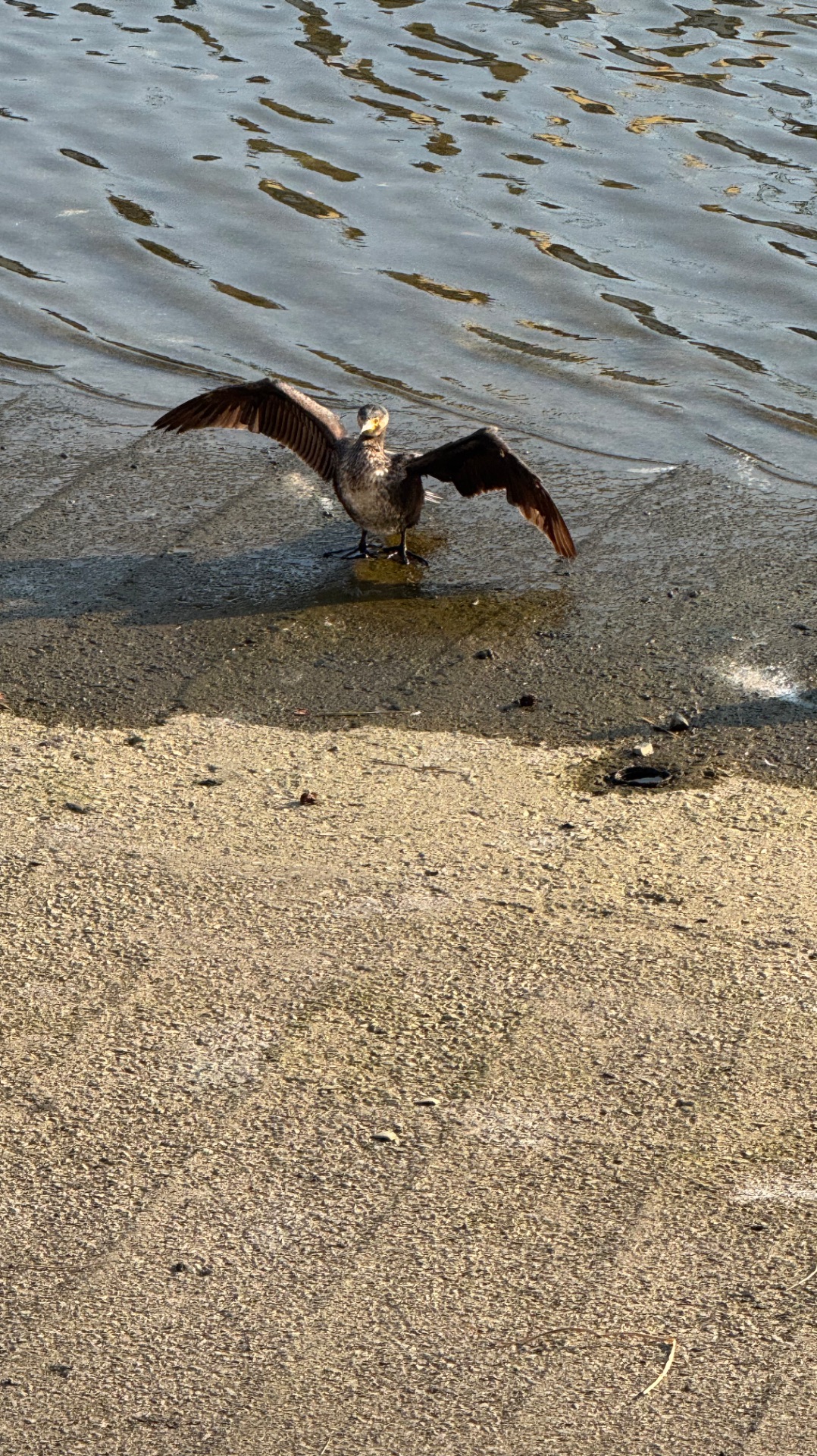 Японский баклан.2026год,январь.Республика Корея. смотреть онлайн