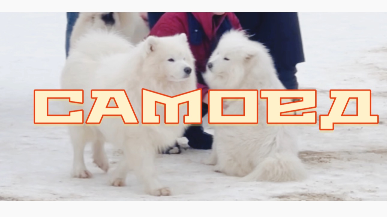 Самоедская собака. Самоед. ОШКА парк. смотреть онлайн
