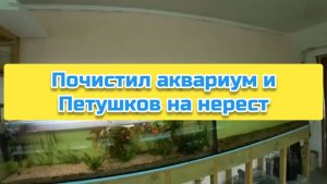 Почистил аквариум и Петушков на нерест