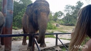 МАЛЕНЬКИЙ БЛОГЕР в самом КРУТОМ зоопарке Тайланда! Кормим бегемотов и носорога |Кхао Кхео, Паттайя