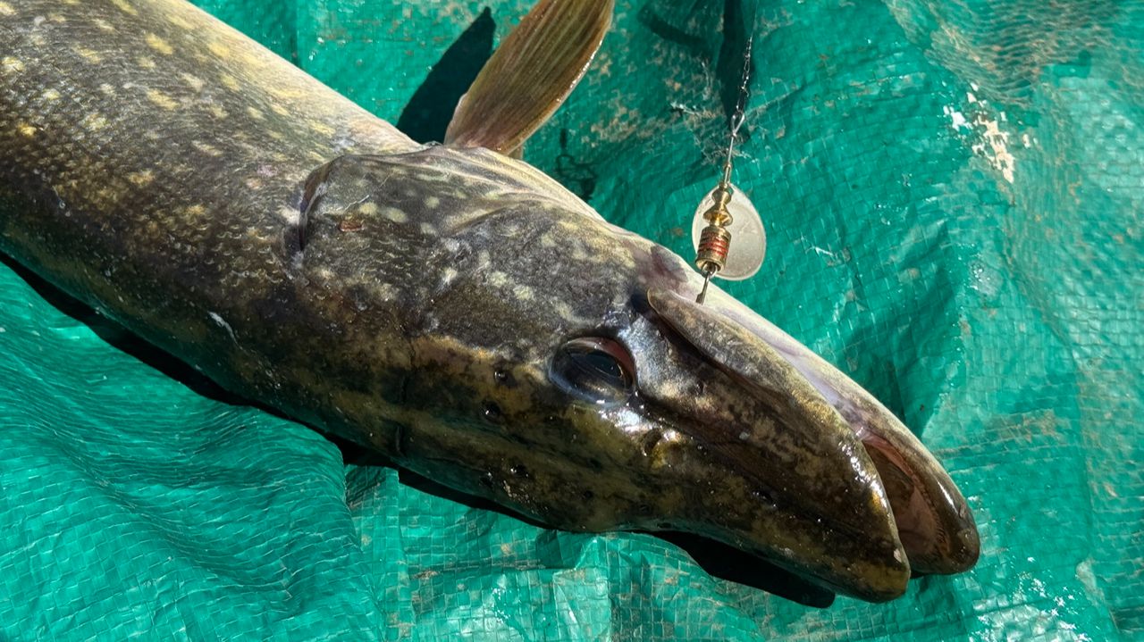 Обычный день на рыбалке. Рыбалка на блесны с лодки.