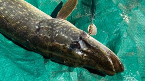 Обычный день на рыбалке. Рыбалка на блесны с лодки.