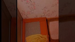 вечерний ♪★~Vlog~★♪ с Барни🪴😂